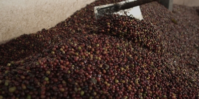 Estoques baixos na ICE mantêm preços do arábica em alta, mas cenário pode mudar com novos embarques e clima favorável