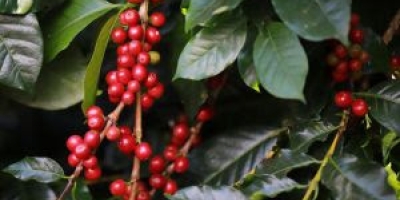 El Niño pode antecipar florada e aumentar pressão fitossanitária na safra 2027 do café brasileiro