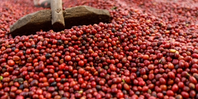Café abre terça-feira com arábica em alta e robusta pressionado em Londres