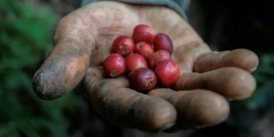 Café inicia semana em alta nas bolsas de Nova York e Londres com clima no radar