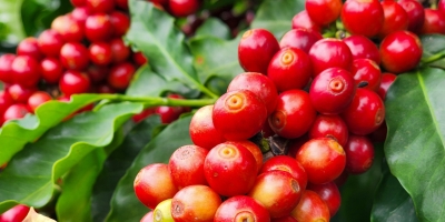Hedgepoint mantém projeção de safra de café do Brasil em recorde