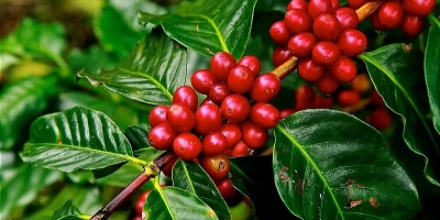 Café: Chuvas afetam qualidade da safra 26/27, alargam diferenciais de preços e produtor segura vendas