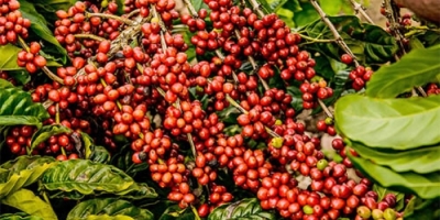 Café encerra sessão pressionado em Nova Iorque enquanto mercado segue avaliando o tamanho da safra brasileira