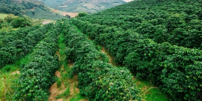 Colheita histórica à vista: café brasileiro deve bater recorde em 2026