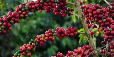 Café arábica: o grão que domina o mercado premium e responde por mais de 60% da produção mundial