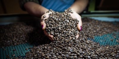 Café/Cepea: Arábica reage em março, mas robusta se desvaloriza