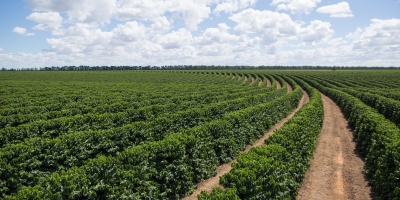 Café abre em alta nas bolsas internacionais nesta quinta-feira (12)