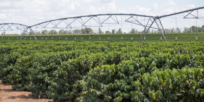 Café: Cultivo no BR deve dobrar até 2050, mas especialistas alertam sobre endividamento futuro