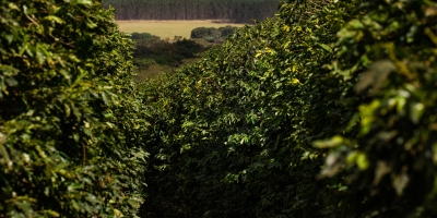 Café fecha em forte queda nas bolsas internacionais nesta quarta-feira (11)