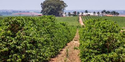 Diesel em disparada pressiona colheita do café e acende alerta sobre custos e logística no campo