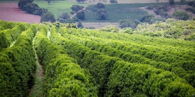 Café reage no fim do dia e arábica dispara mais de 6 pontos enquanto robusta anda de lado