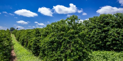 Café despenca no fechamento desta 2ª feira com pressão de safra recorde e avanço da oferta global