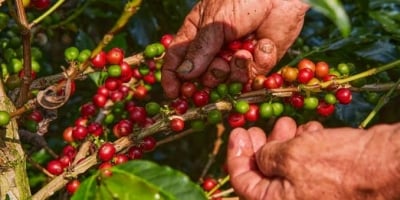 Fluxo de café na Colômbia está "significativamente restrito" após terremoto, diz Sucafina