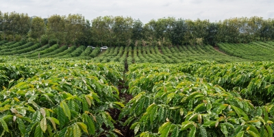 Da nutrição ao controle de doenças: o que fazer no manejo do conilon em reta final para a safra