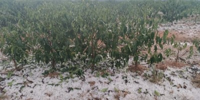 Café abre junho com mercado atento às geadas em Minas e danos causados por granizo no Sul do estado