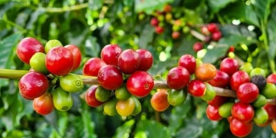 Exportações do agronegócio mineiro alcançam US$ 19,8 bilhões em 2025 e atingem novo recorde