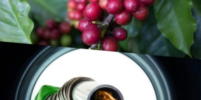 Alta do petróleo, perto de US$ 115, eleva pressão sobre custos e pode influenciar decisões de comercialização do café