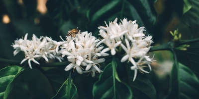 Café do Brasil apresenta florada precoce e nova safra pode chegar mais cedo