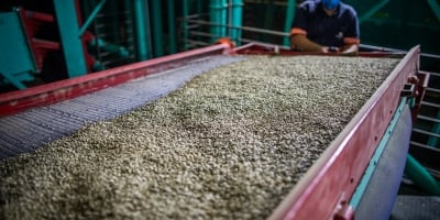 Ritmo das exportações de café não torrado e torrado se mantém estável na 4ª semana de julho/25