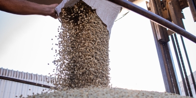 Média diária de embarque de café não torrado tem queda de 25% na primeira semana de julho/25