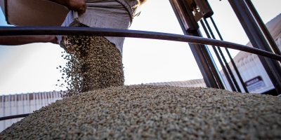 Café abre semana com quedas nas bolsas internacionais e pressão sobre os preços futuros