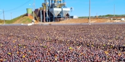 Reta final: colheita de café arábica chega a 99% no Cerrado Mineiro