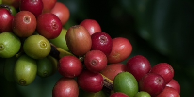 Preços do café estão voláteis, e trabalhavam em campo misto nas bolsas internacionais na manhã desta 5ª feira (18)
