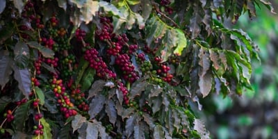 Café: Com oferta brasileira ainda baixa, preços avançam com força