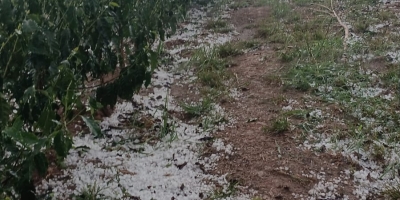 Granizo pode voltar ao Sul de Minas? Previsão mantém risco de temporais até quarta-feira e alerta cafeicultores