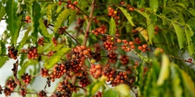 Sistema Famato destaca avanço da produção de café em Mato Grosso