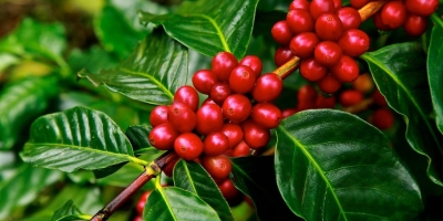 Café/Cepea: Anúncio de tarifas acentuam volatilidade no mercado