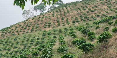 Café regenerativo avança no Brasil, atrai multinacionais e pode elevar renda no campo