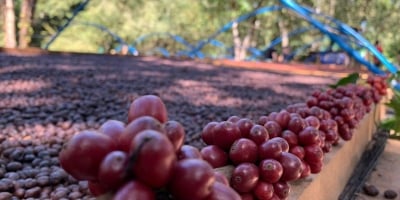Preços do café robusta sobem em Londres na manhã desta 3ª feira (23) diante demora nas vendas no Vietnã