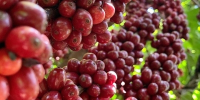 Com o clima no Brasil no radar, preços do café seguem com alta volatilidade