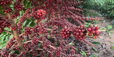 Café fecha em queda nas bolsas internacionais nesta terça-feira (10)