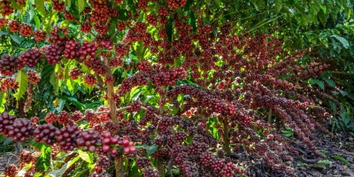 Cenário da produção do café conilon para 2026 é heterogêneo no Brasil