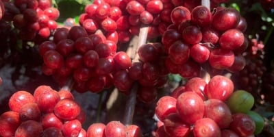 Após dias de ganhos, preços do café arábica realizam lucros na manhã desta 6ª feira (12)