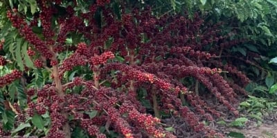 Safra recorde no radar derruba preços e fevereiro entra para a história recente do mercado de café