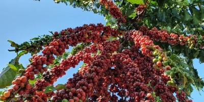 Café fecha em queda nas bolsas internacionais nesta sexta-feira (13)