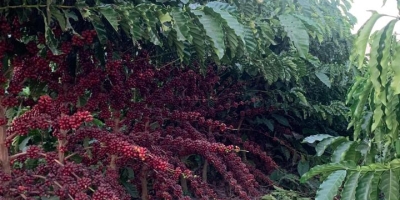 Mercado do café abre em alta nas bolsas internacionais após forte correção da véspera