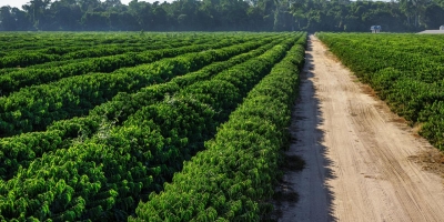 Café perde força no fechamento e dólar mais forte limita reação do mercado