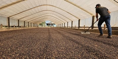 Estudo mostra franco crescimento da cafeicultura nas Matas de Rondônia