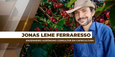 Lavouras de café já perderam parte do potencial e vigor para safra/26