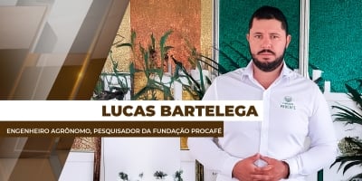 Lavouras de café não estão em pleno potencial produtivo para safra de 2026