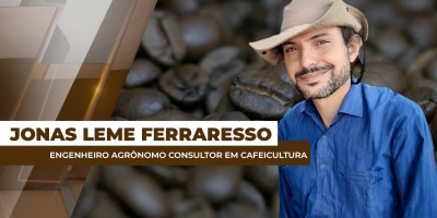 Lavouras de café ainda não sofrem estresse hídrico, mas altas temperaturas trazem preocupação