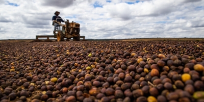 Café começa abril dividido: arábica recua e robusta tenta reação nas bolsas