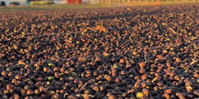 Chuvas interrompem trabalhos e colheita segue em 99% no Cerrado Mineiro