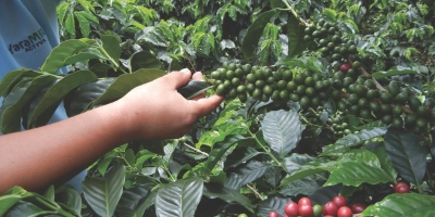 Brasil conhecerá seus melhores cafés especiais da espécie arábica no próximo sábado