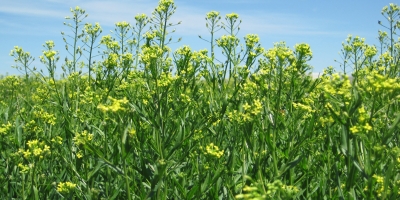 Bayer e bp firmam parceria de produção de camelina para biocombustíveis