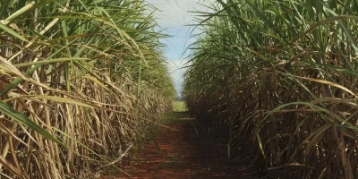Área de cana para colheita cresce no Centro-Sul e atinge 9,17 milhões de hectares na safra 2026/27